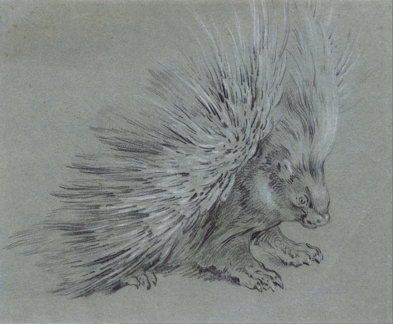Porcupine av Jean Baptiste Oudry