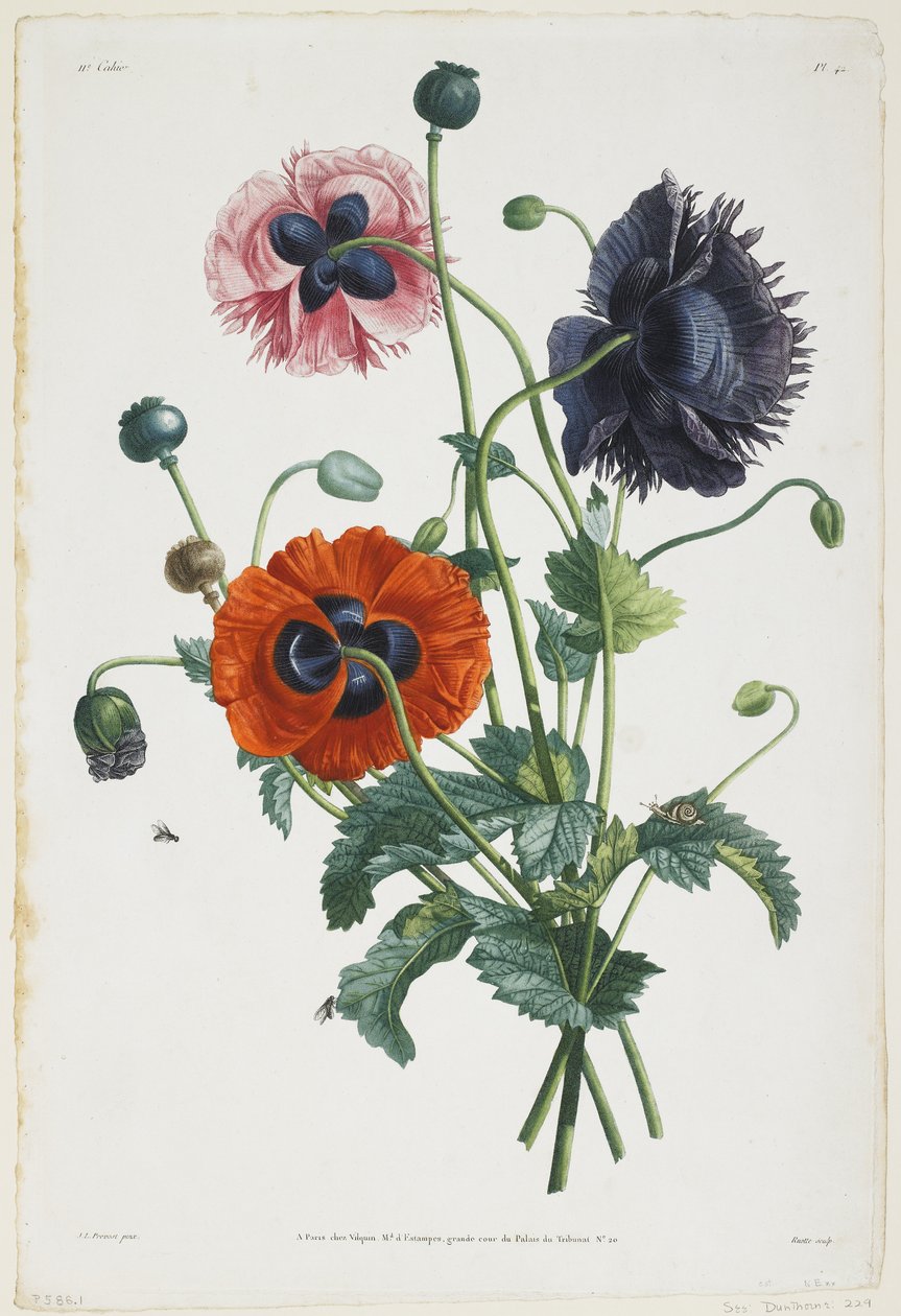 Studie av tre typer av vallmo, 1805 (gravyr i färgstift) av Jean Louis Prevost