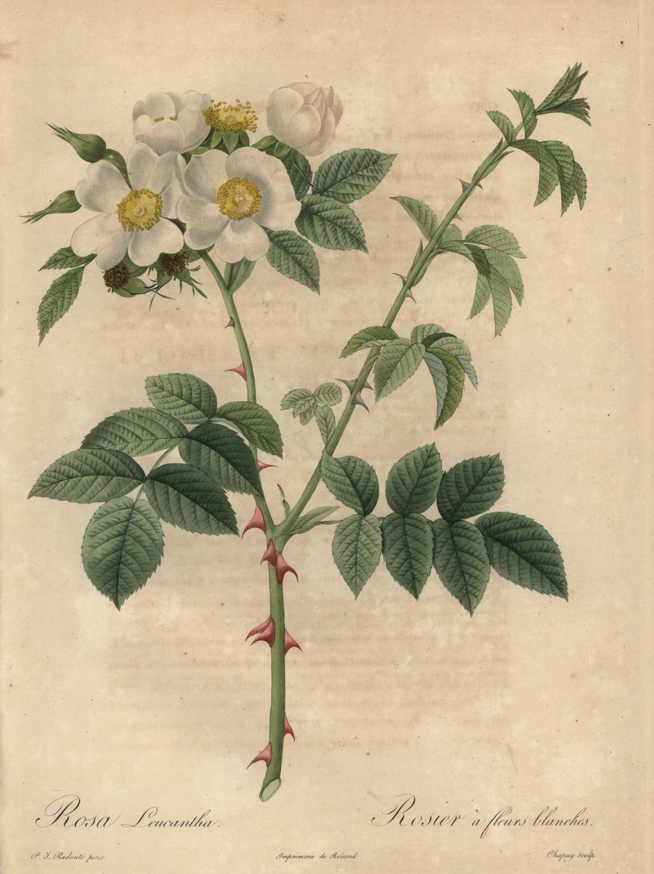 Vit ros, Rosa leucantha. av Jean Baptiste Chapuy