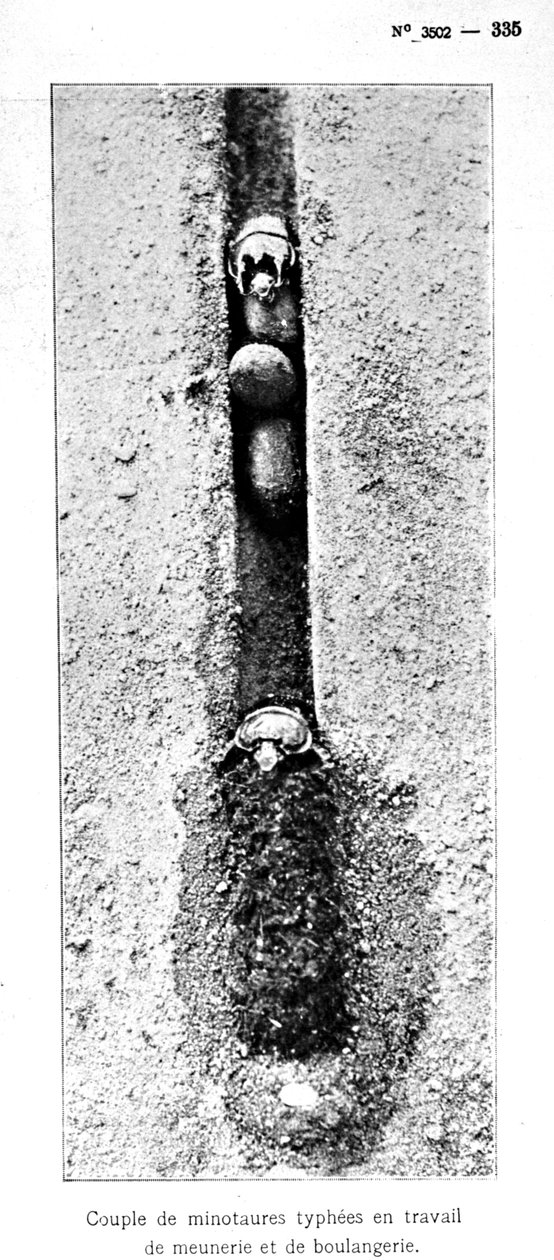 Minotaurens insektshål 1,5 meter under marknivån, från Souvenirs Entomologiques av Fabre, publicerad 1924 (bw foto) av Jean Henri Fabre