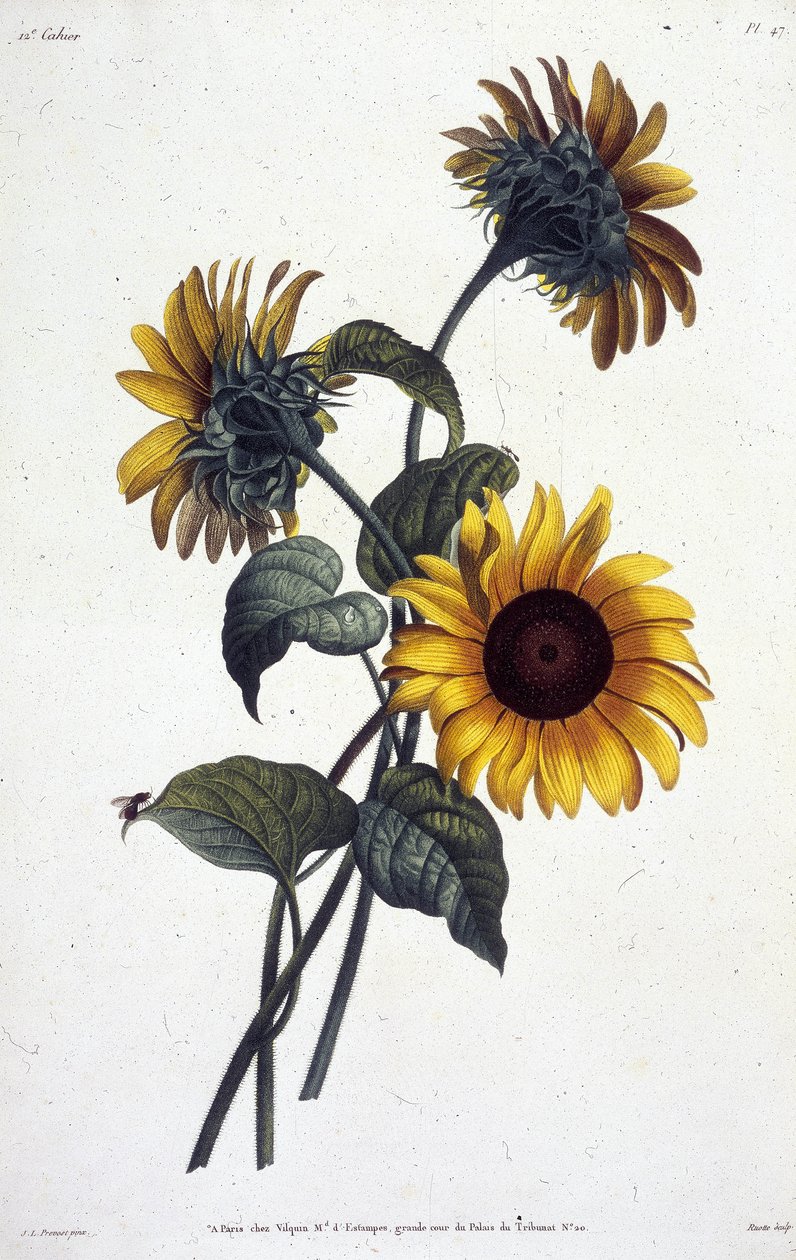 Tournol blommor eller solar. Botanisk tallrik hämtad från ""Samling av blommor och frukter målade från naturen"" av Jean Louis Prevost av Jean Louis Prevost