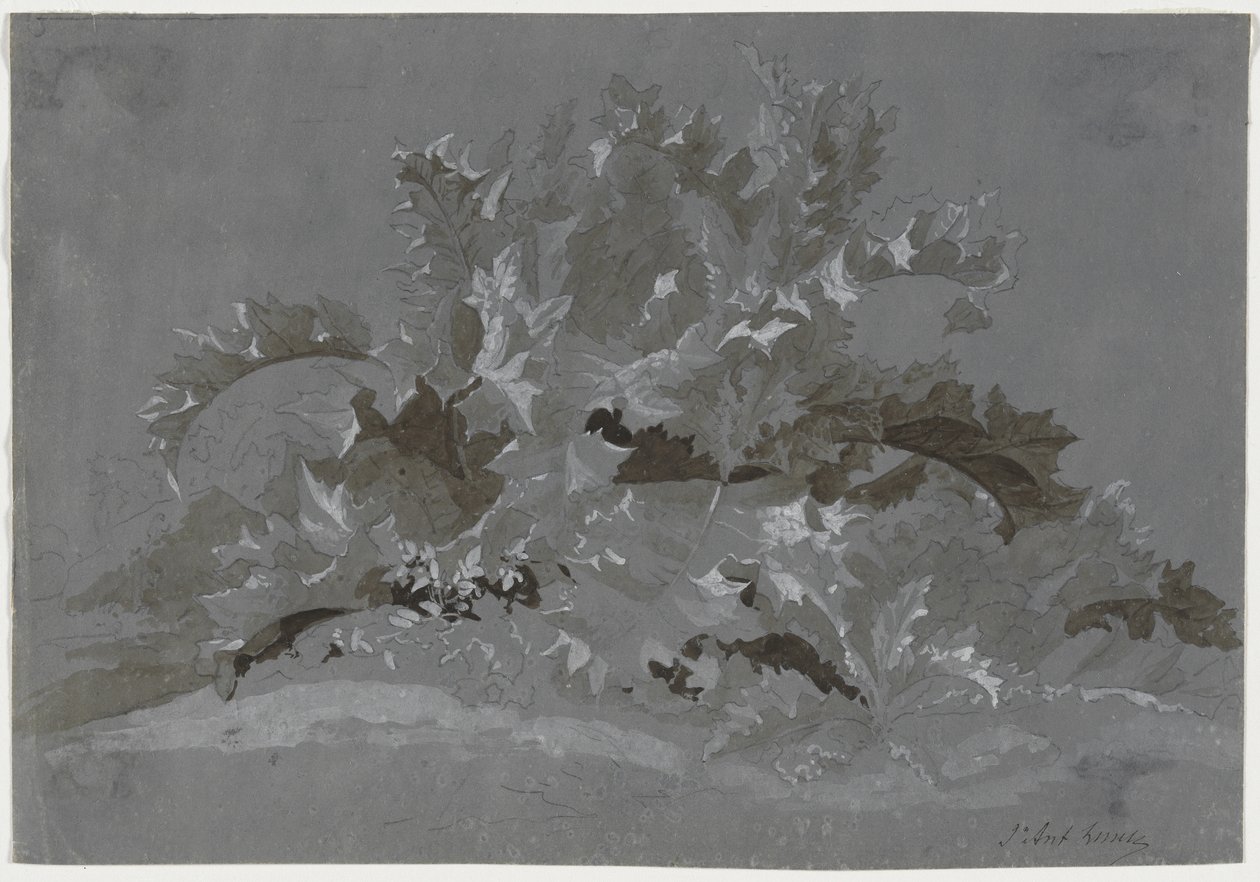 Studie av ogräs av Jean Antoine Linck