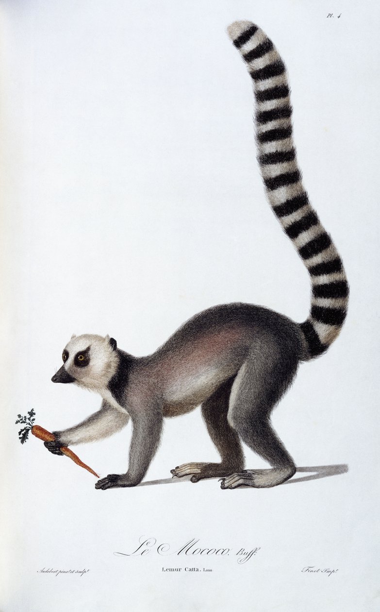 En lemur, ca 1798-99 av Jean Baptiste Audebert
