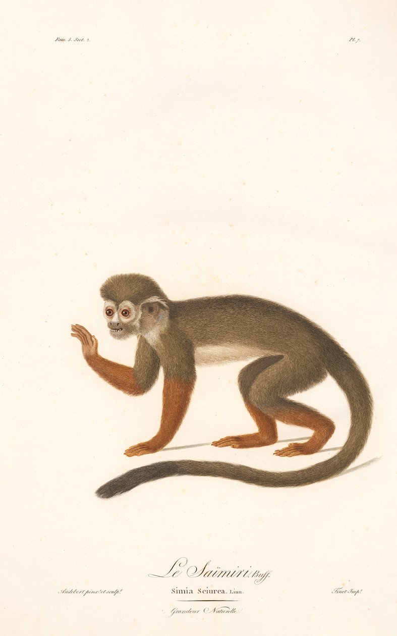 Vanlig ekorrapa (Simia sciurea) av Jean Baptiste Audebert