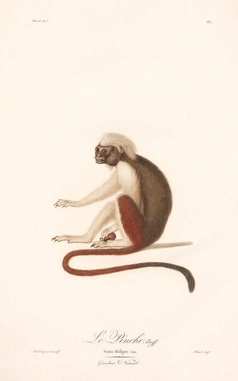 Tamarin med bomullstopp (Simia Oedipus) av Jean Baptiste Audebert