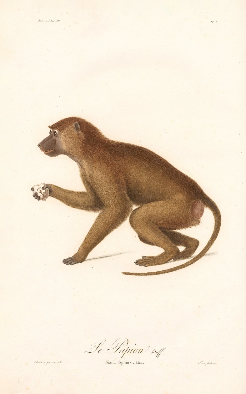 Guineababian (Simia Sphinx) av Jean Baptiste Audebert