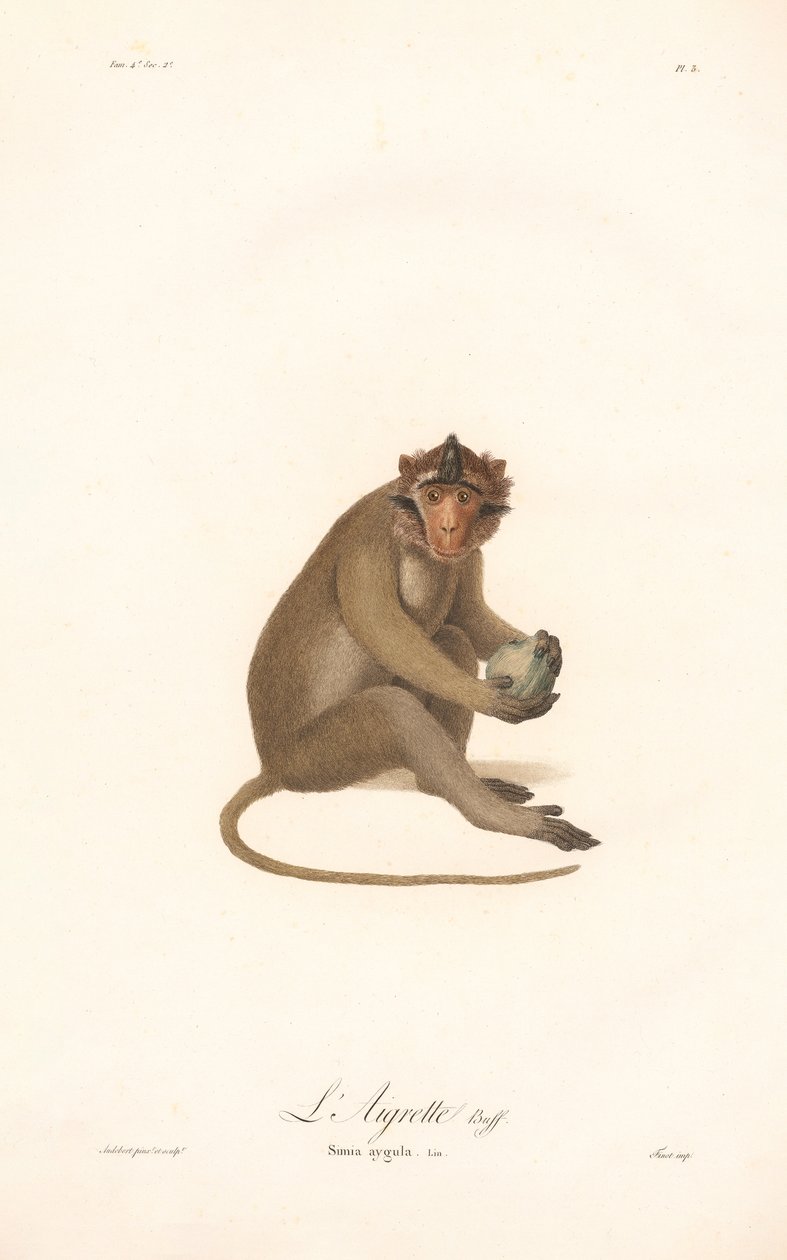 Javan Langur (Simia aygula) av Jean Baptiste Audebert