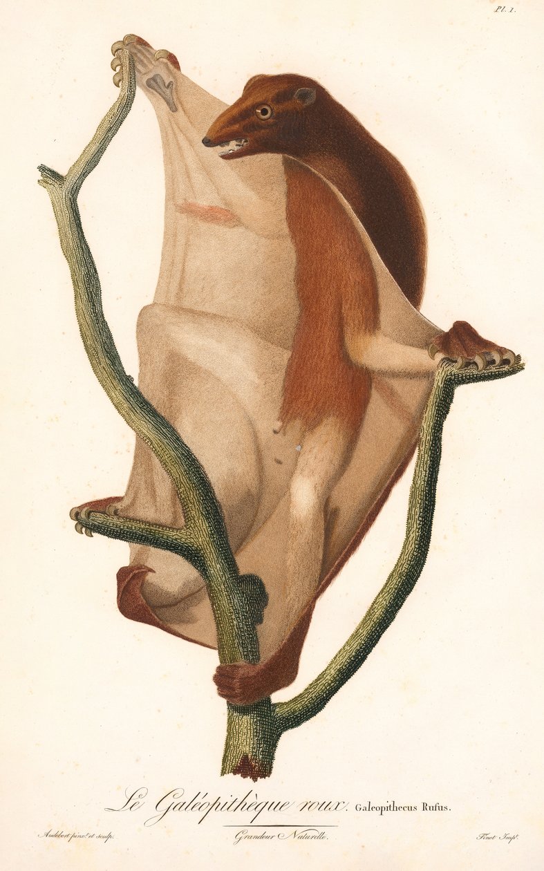 Röd flygande lemur (Galeopithecus rufus) av Jean Baptiste Audebert
