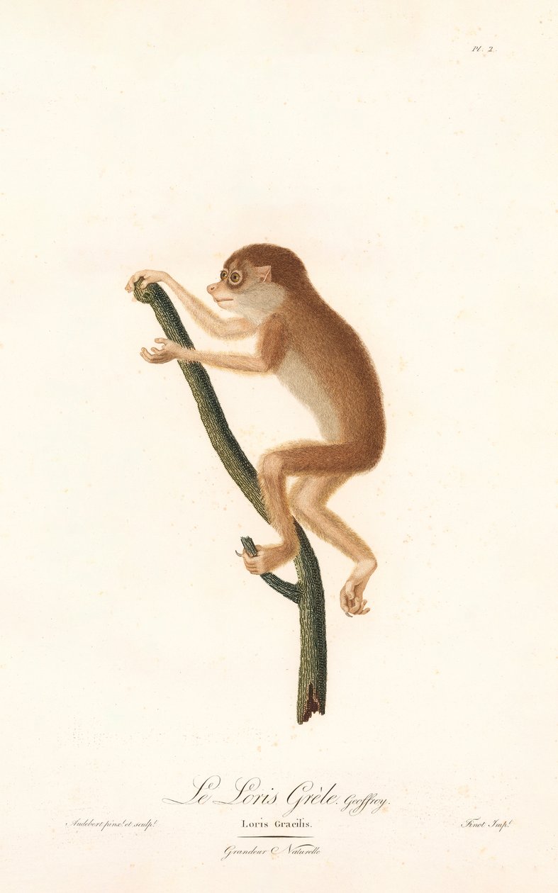 Smal loris (Loris gracilis) av Jean Baptiste Audebert
