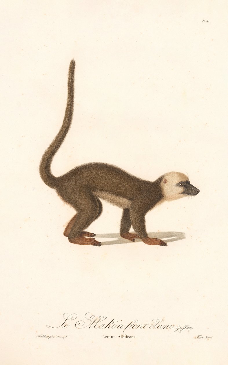 Lemur med vit front (Lemur albifrons) av Jean Baptiste Audebert