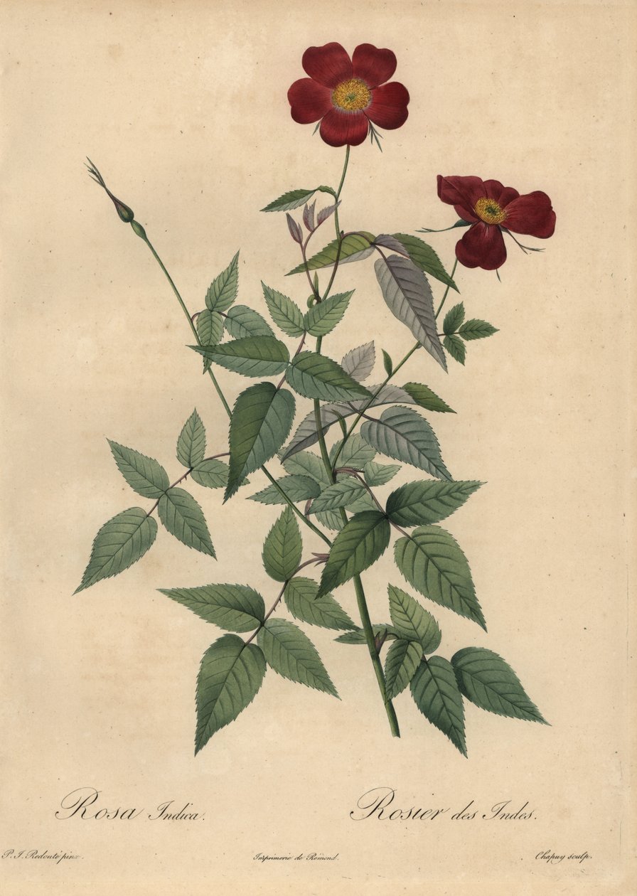 Crimson Kinaros, Rosa chinensis. av Jean Baptiste Chapuy