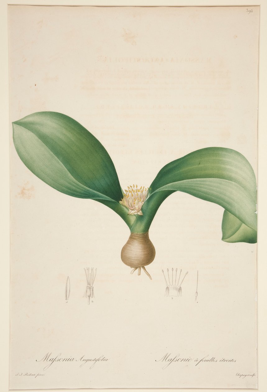swedish av Jean Baptiste Chapuy