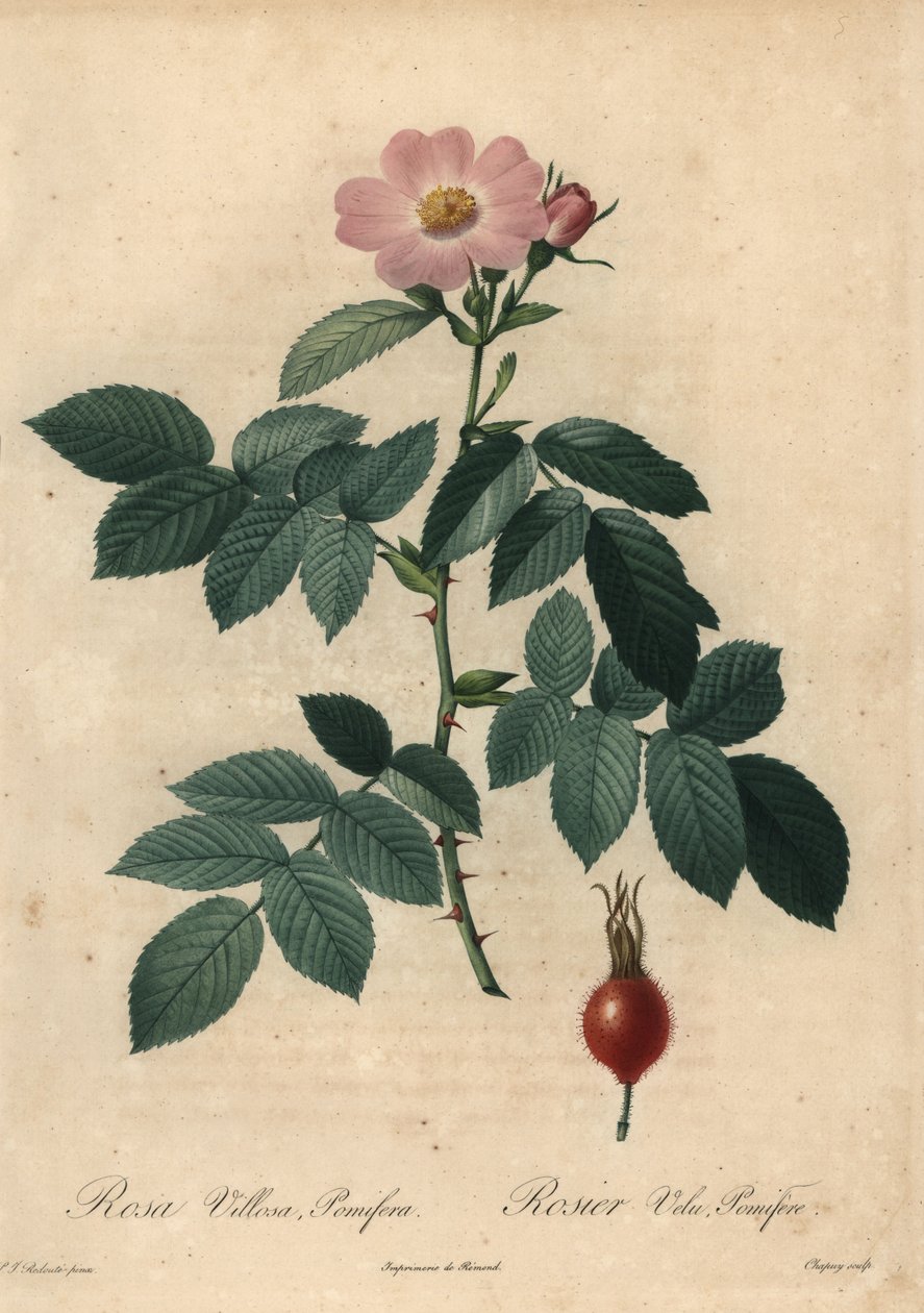 Rosa äppelros, Rosa villosa. av Jean Baptiste Chapuy