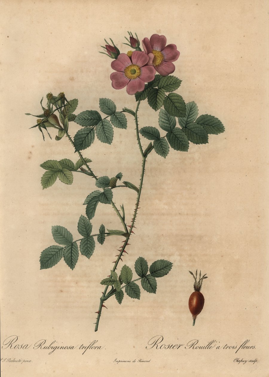 Rosa sweetbriarros, Rosa rustinosa. av Jean Baptiste Chapuy