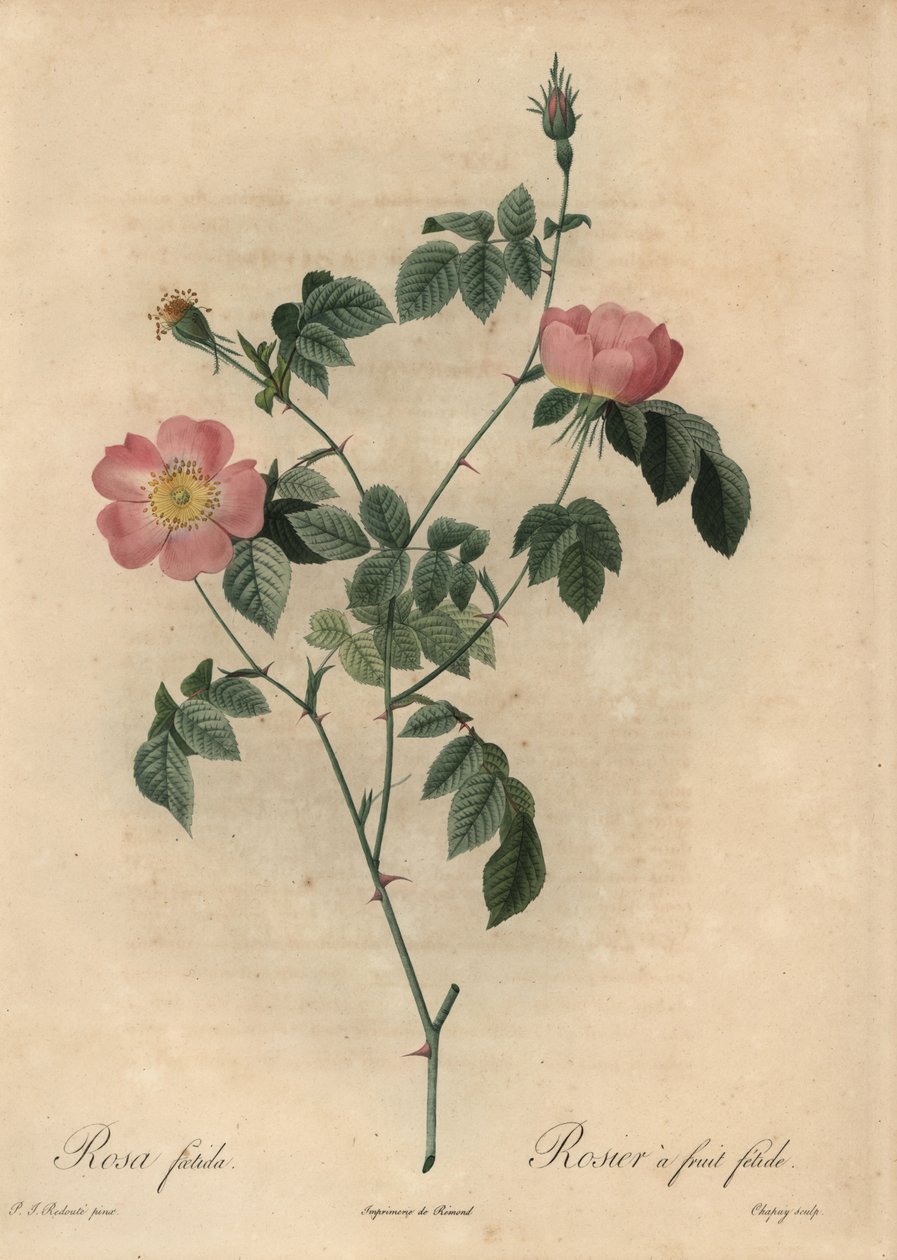 Rosa foetida, Rosier en fruktfetid. av Jean Baptiste Chapuy
