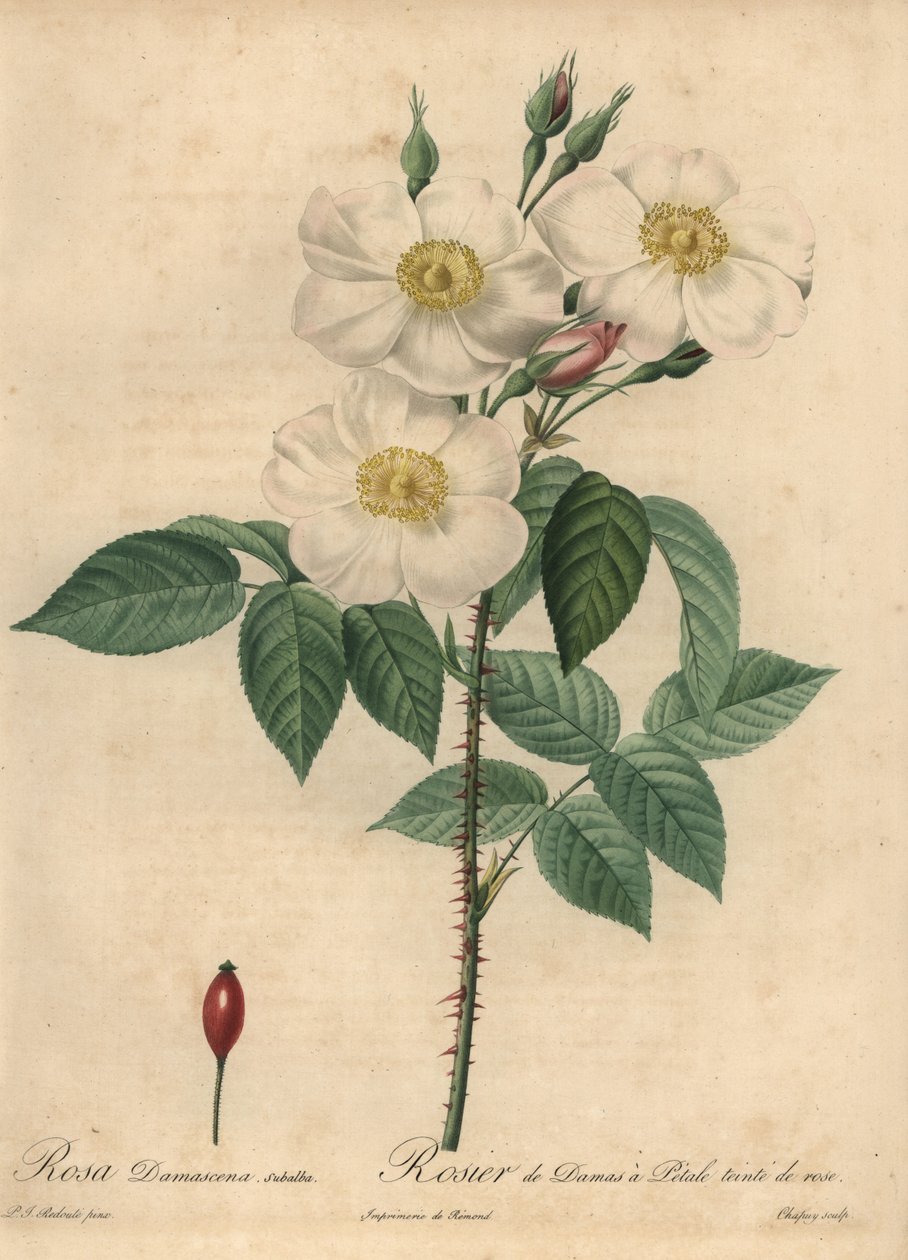 Vit damastros, Rosa x damascena. av Jean Baptiste Chapuy
