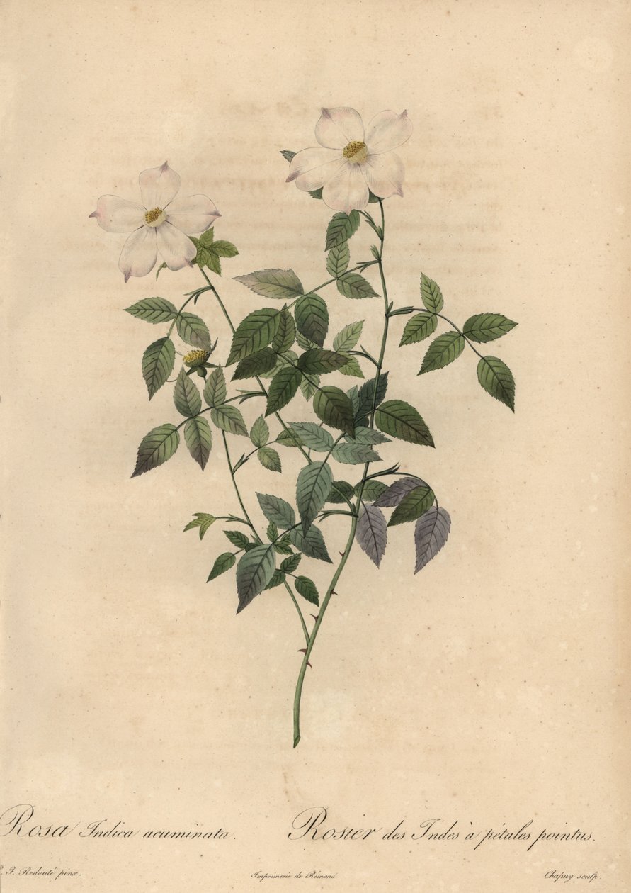 Vit och rosa Kinaros, Rosa chinensis. av Jean Baptiste Chapuy