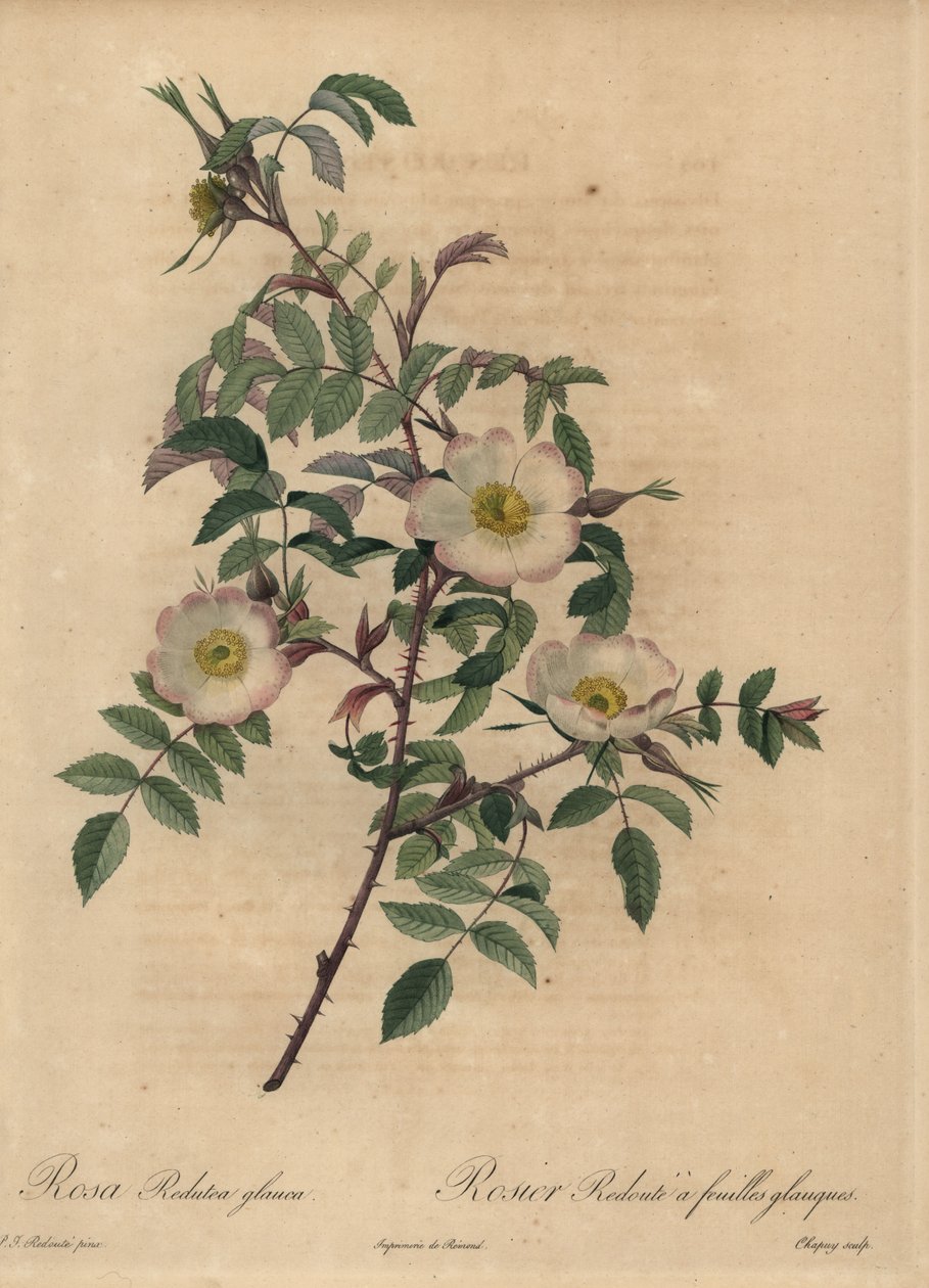 Vit och rosa ros, Rosa redutea glauca. av Jean Baptiste Chapuy