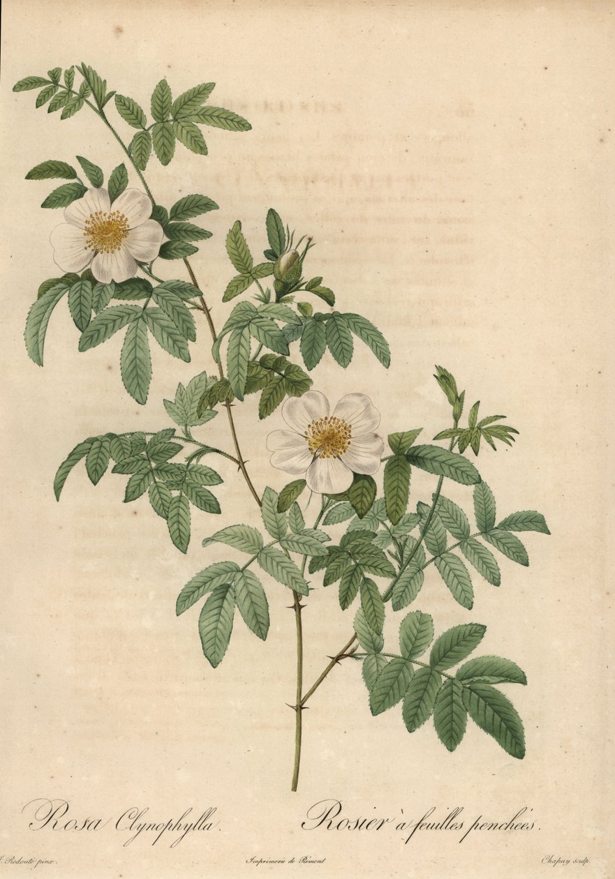 Vit ros, Rosa clynophylla. av Jean Baptiste Chapuy