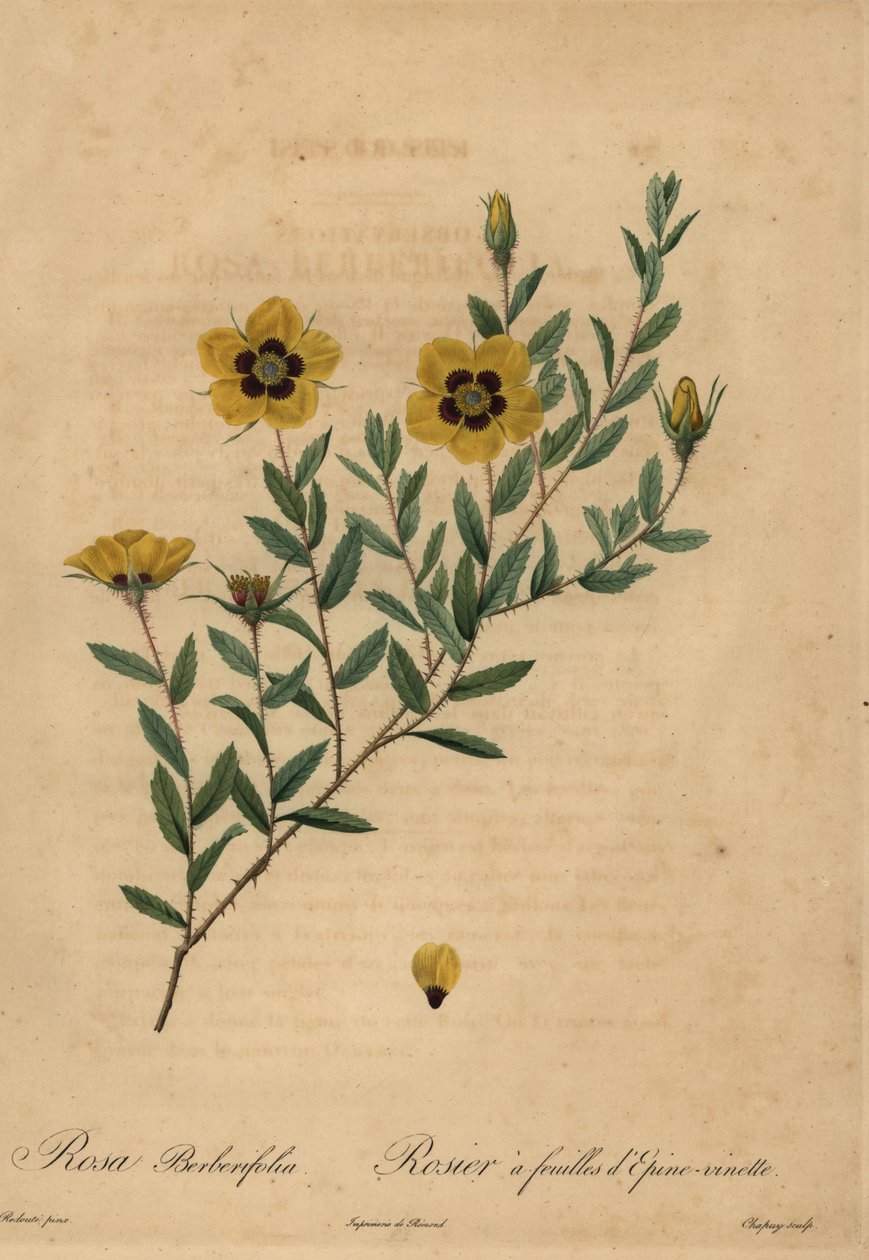 Gul ros, Rosa berberifolia. av Jean Baptiste Chapuy