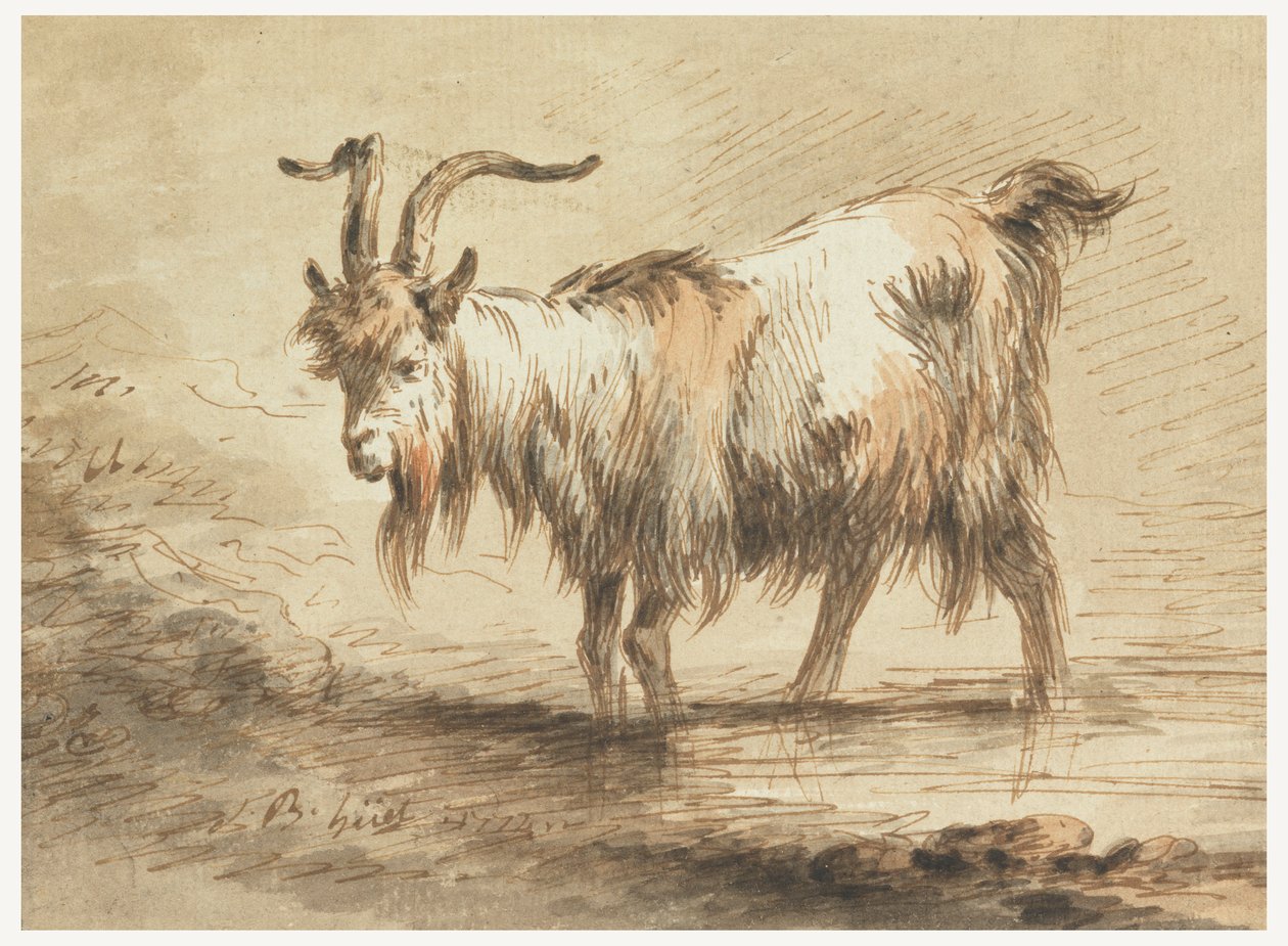 Studie av en get av Jean-Baptiste Huet