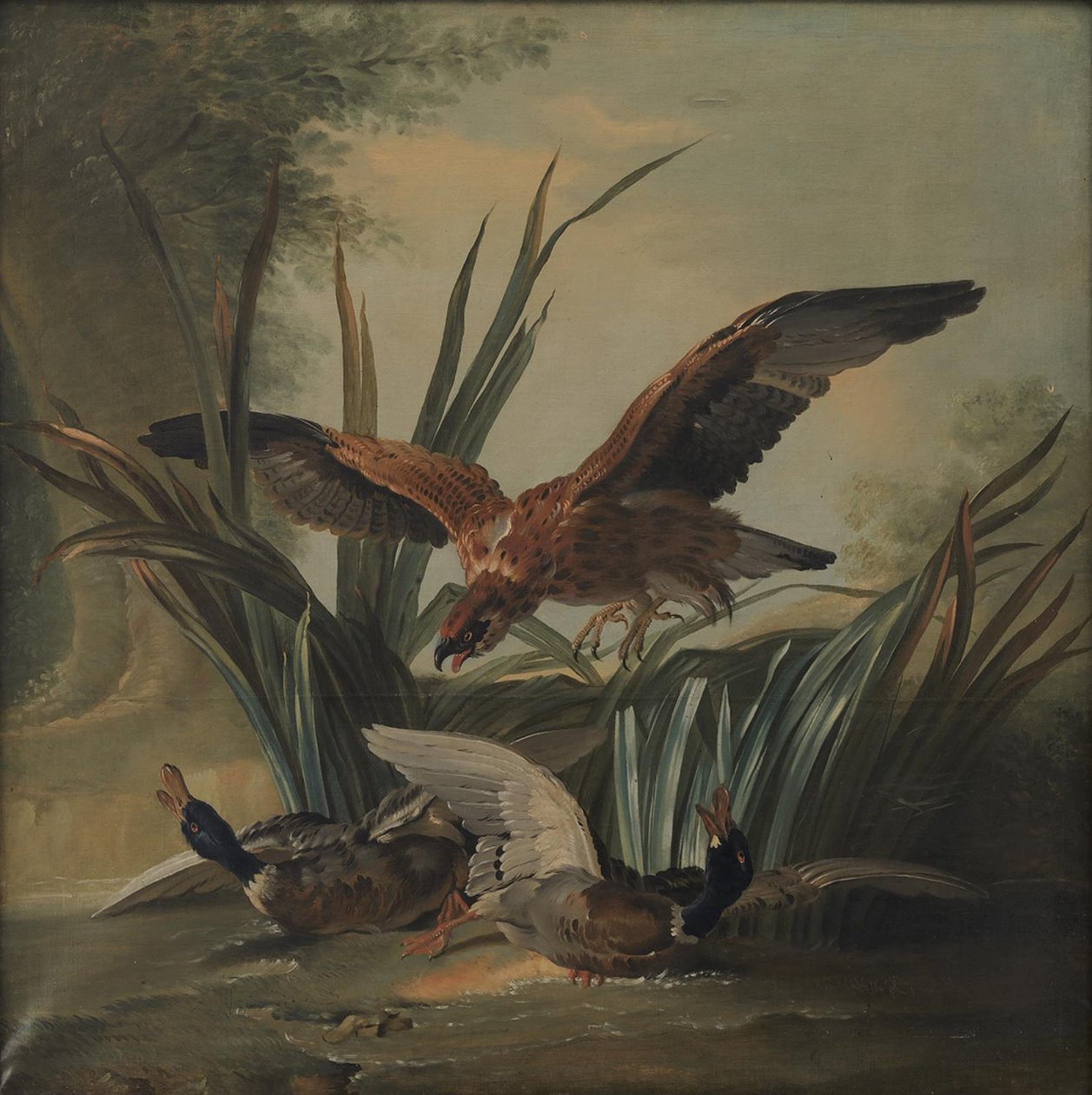 En hök som slår på ett par ankor av Jean Baptiste Oudry
