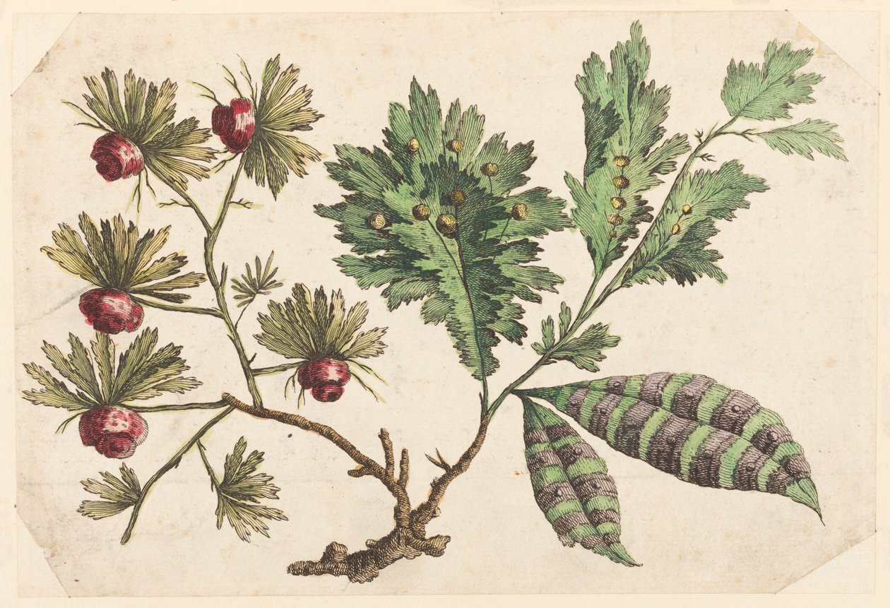 Flower Bough, från "Chinese Flower Collection" av Jean Baptiste Pillement