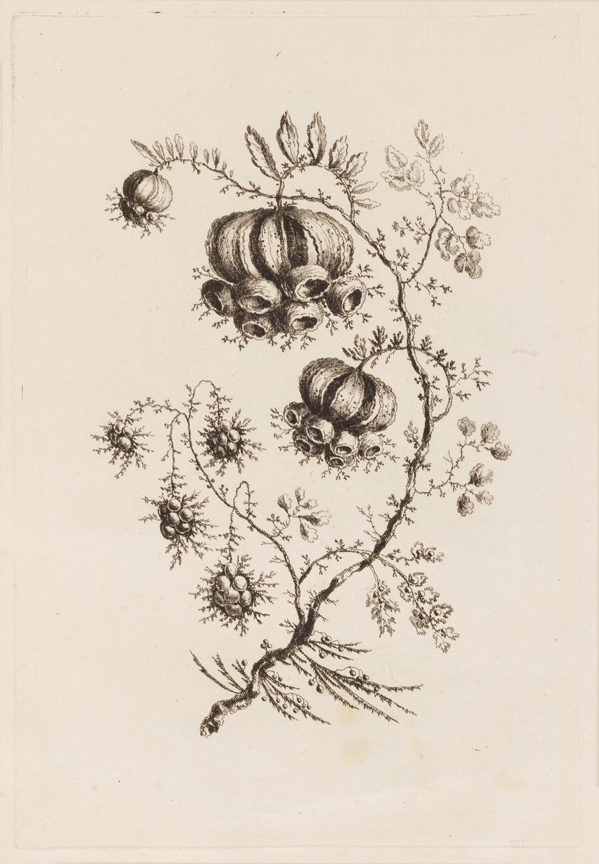 Flower Branch, från "Fleures Persannes" av Jean Baptiste Pillement
