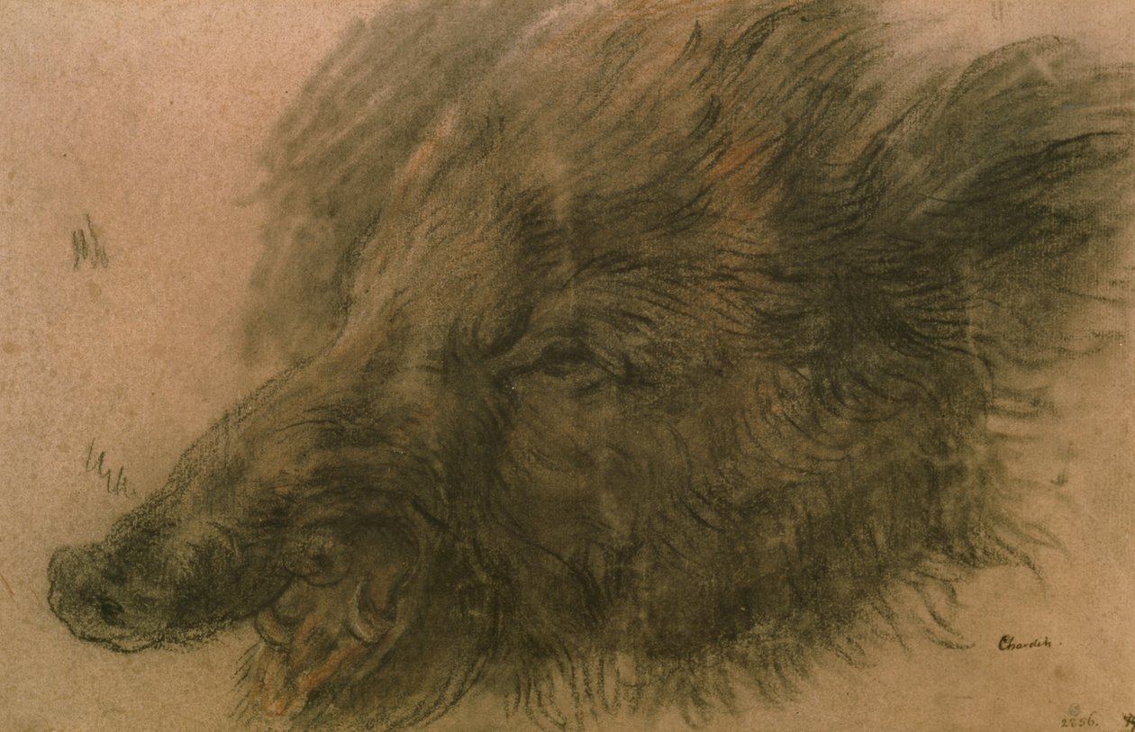 Head of a Wild Boar (kol på papper) av Jean Baptiste Simeon Chardin