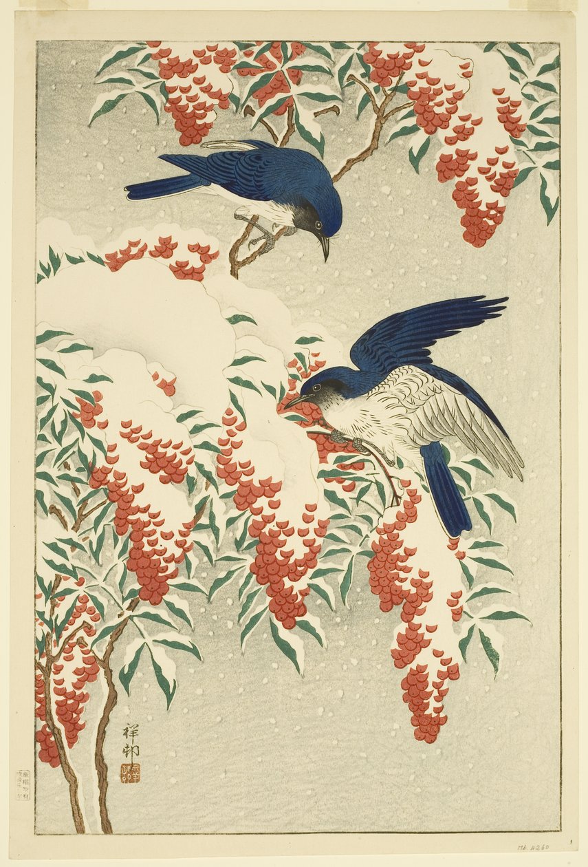 Flugsnappare på snötäckt Nandina (trätryck i färg) av Jean Baptiste Thonesse