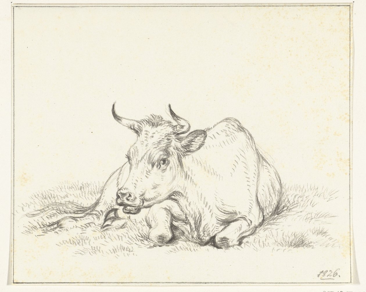 Liggande ko, framifrån av Jean Bernard
