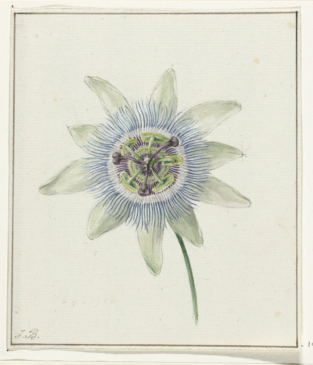 Passionsblomma av Jean Bernard