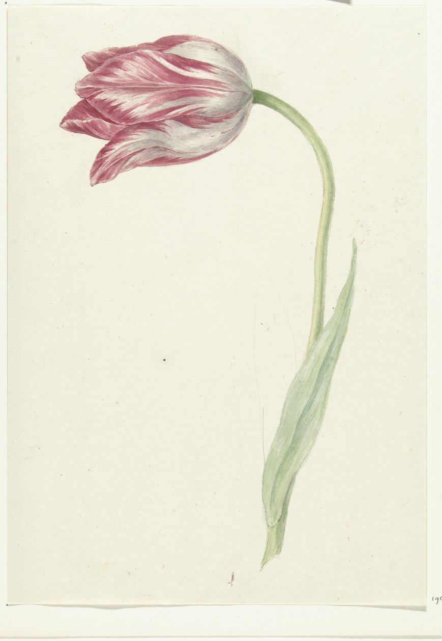 Rosa tulpan av Jean Bernard