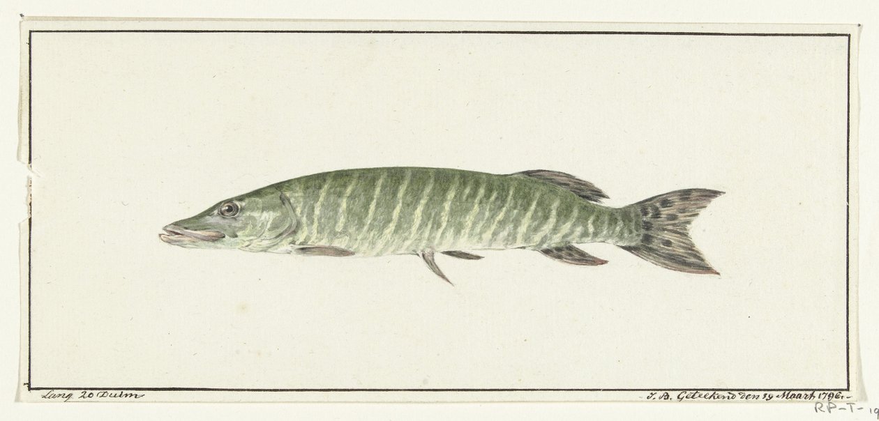 Gädda av Jean Bernard