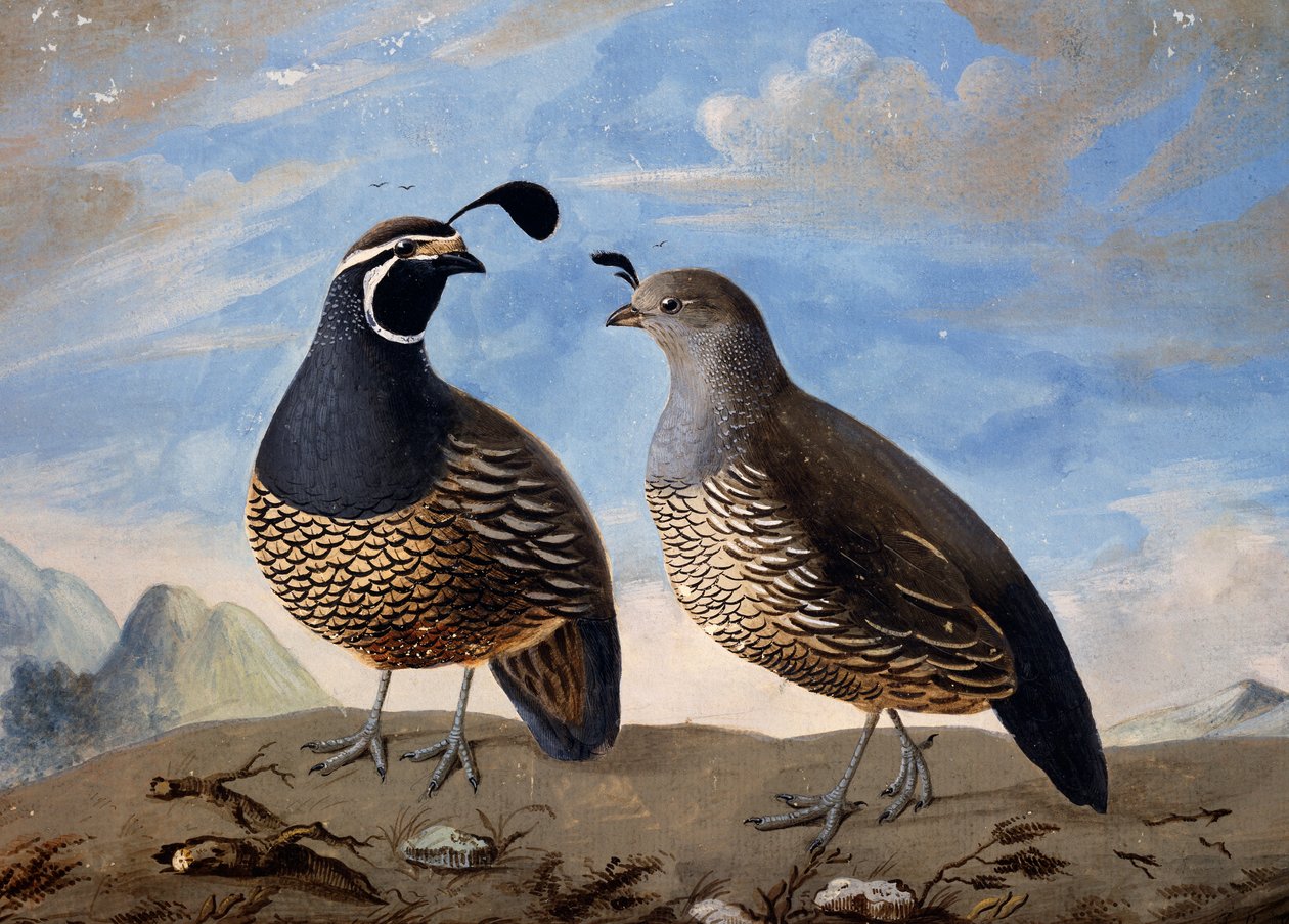 Ett par kaliforniska rapphöns, akvarell av Prevost, från minuters resa gjord av Jean-Francois de Galaup de La Perouse (1741-1788) mellan 1785 och 1788 av Jean Francois de Galaup de La Perouse