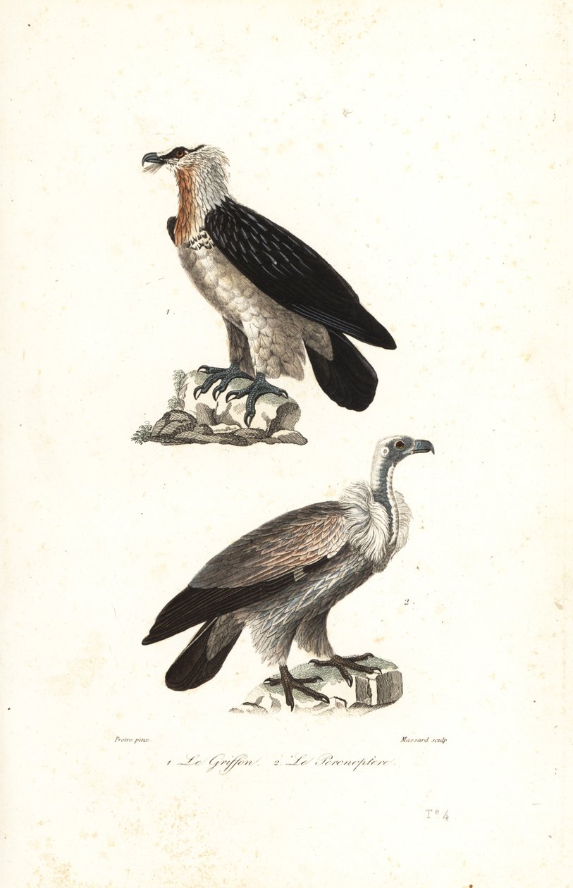 Skäggörn och Eurasia griffon. av Jean Gabriel (after) Pretre