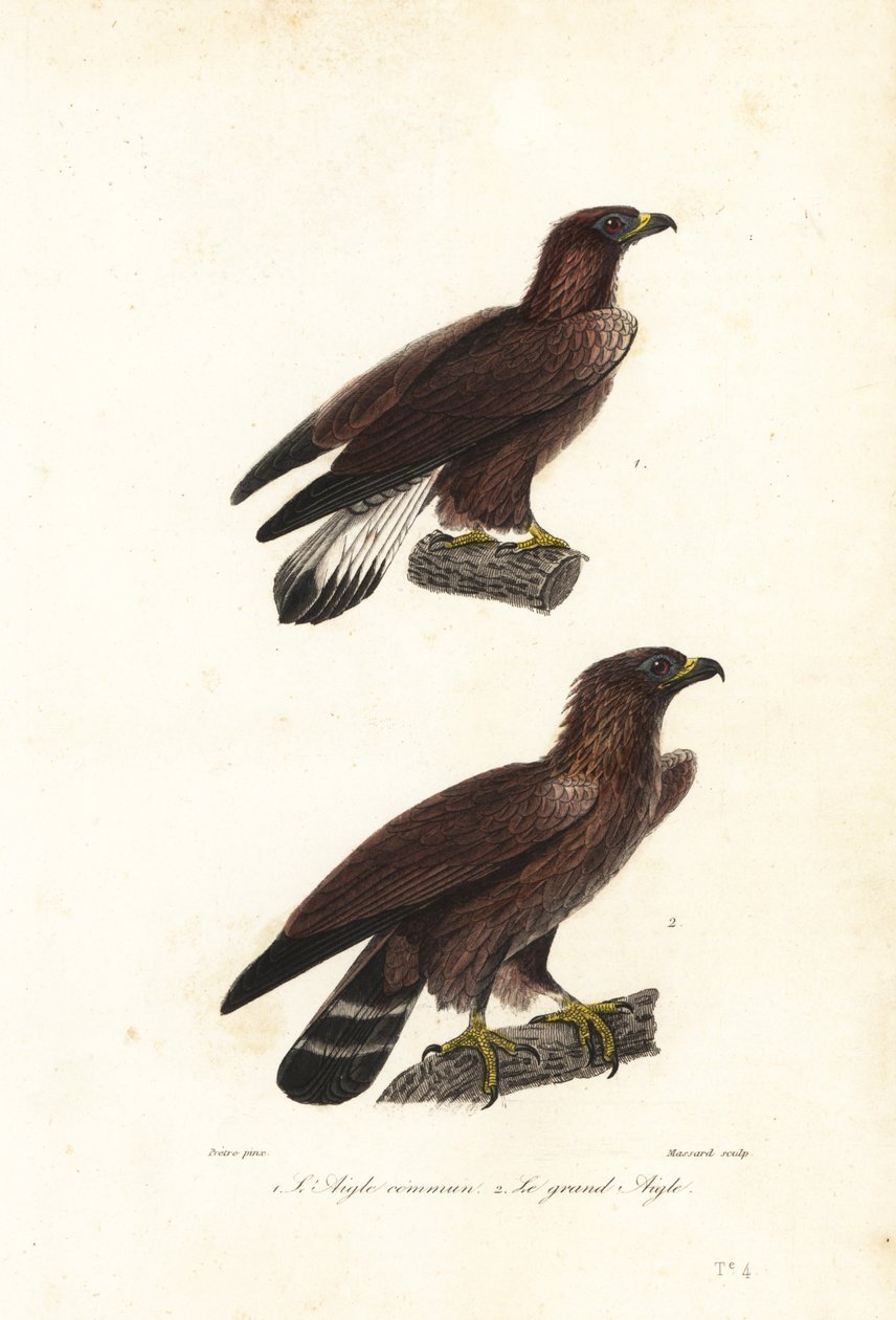 Kungsörn, Aquila chrysaetos. av Jean Gabriel (after) Pretre