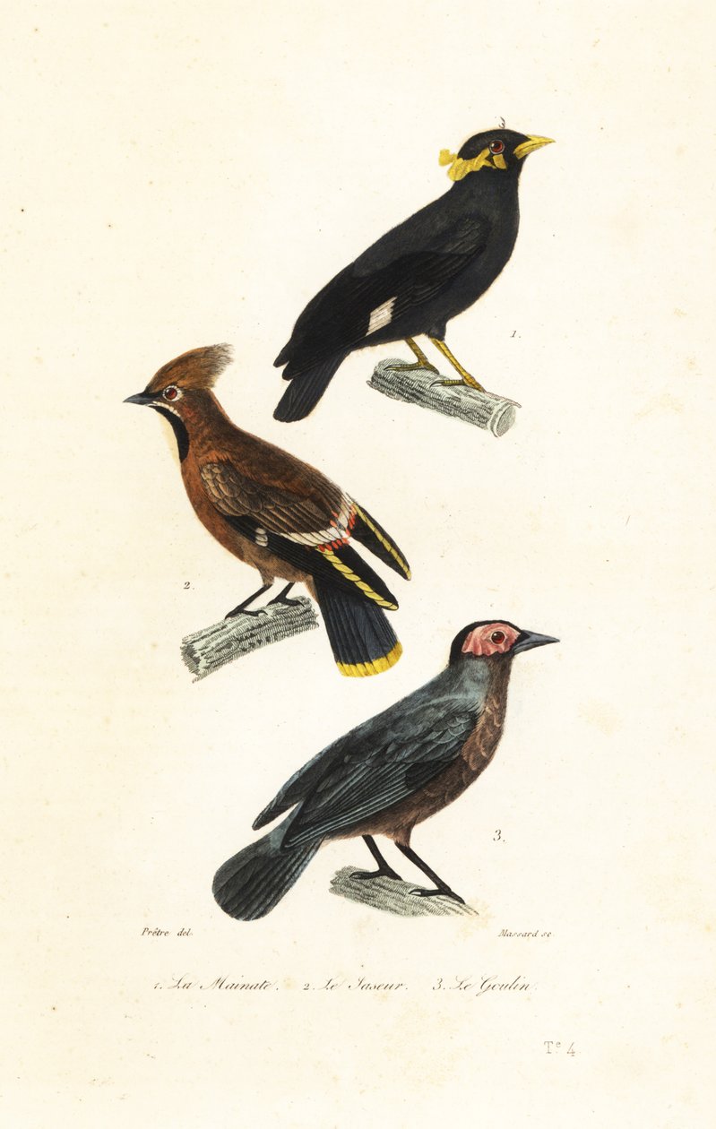 Hill myna, Bohemian waxwing och coleto. av Jean Gabriel (after) Pretre