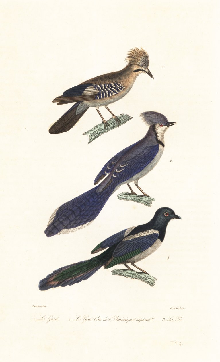 Jay, blue jay och skata. av Jean Gabriel (after) Pretre