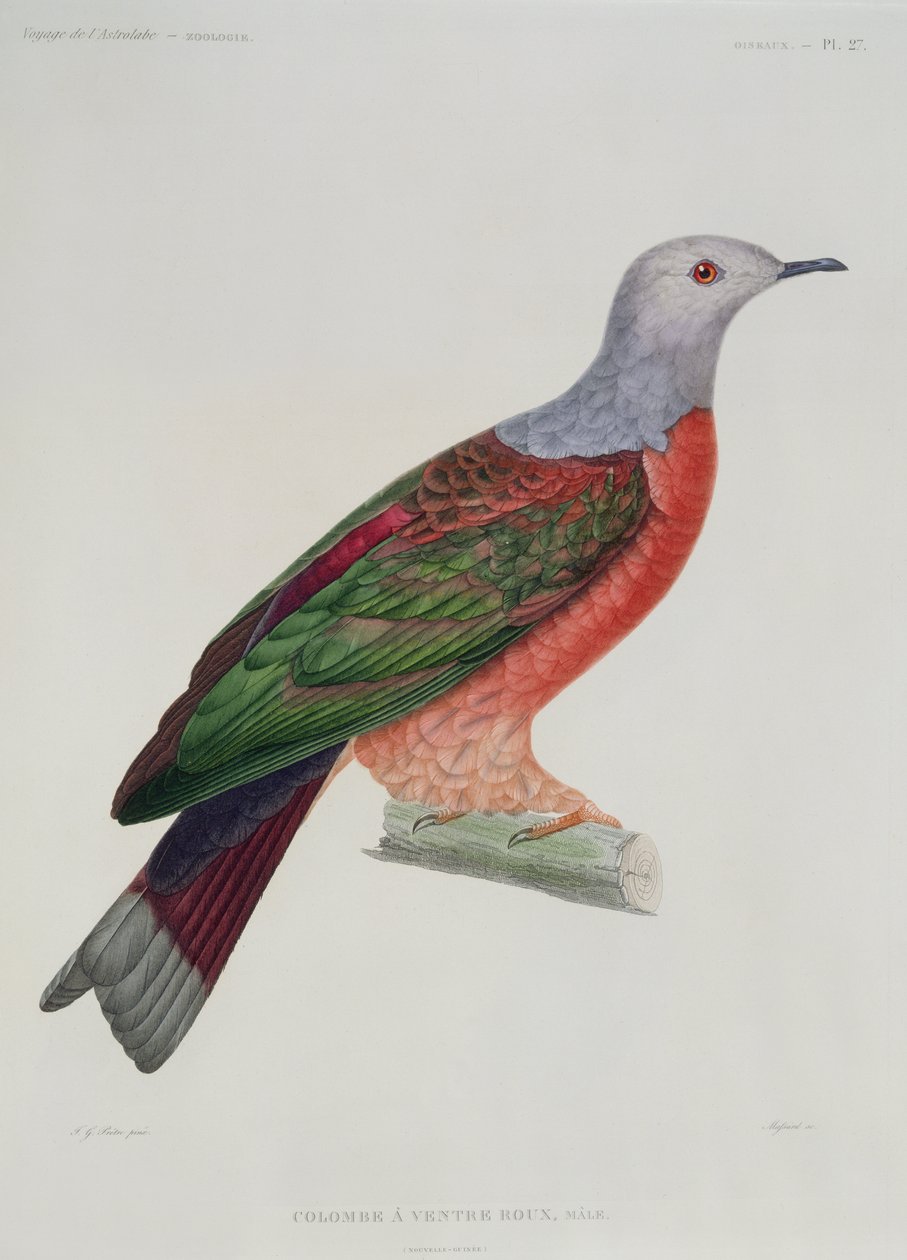 The Bleeding Heart Dove, illustration från 
