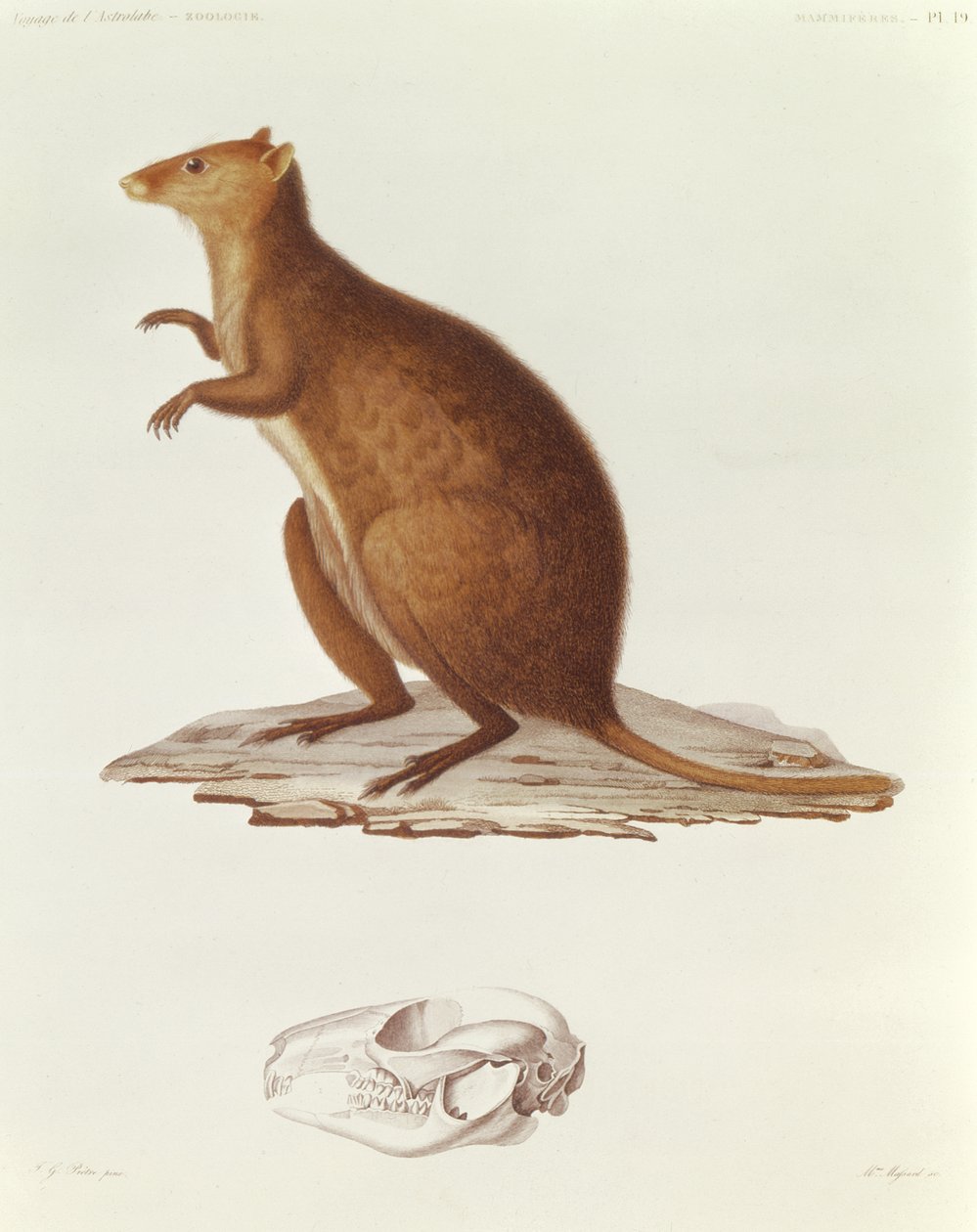 Wallaby eller kortstjärtad känguru (setonix brachyrus) illustration från Voyage de la Corvette lAstrolabe Pendant les Annes 1826-29 av Jules Sebastien Cesar Dumont dUrville (1790-1842) 1830-35 (eng. av Jean Gabriel Pretre