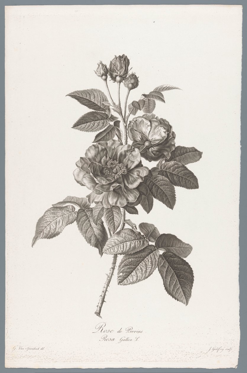franska roos Rose de Provins / Rosa Gallica L. (titel på objekt) Blommor hämtade från naturen (...) (serietitel) av Jean Godefroy