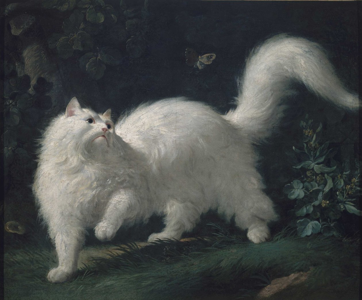 Angora Cat som jagar en fjäril, c. 1760 (olja på duk) av Jean Jacques Bachelier