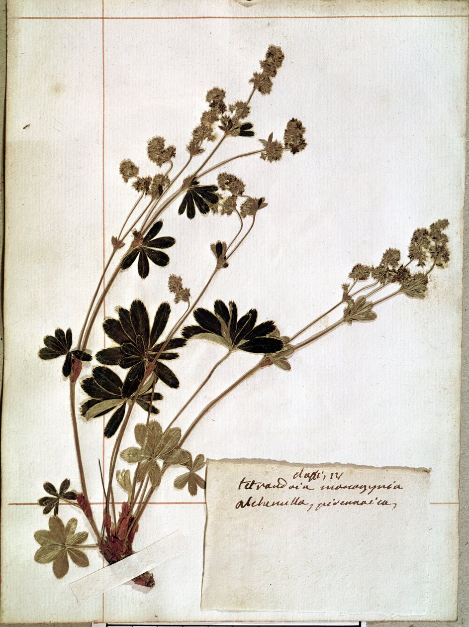 Alchemilla, från ett herbarium (pressade blommor) av Jean Jacques Rousseau