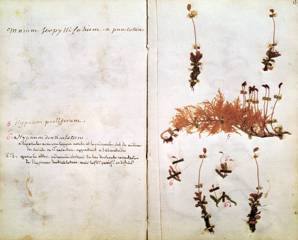 Sida 15 från ett herbarium av Jean Jacques Rousseau