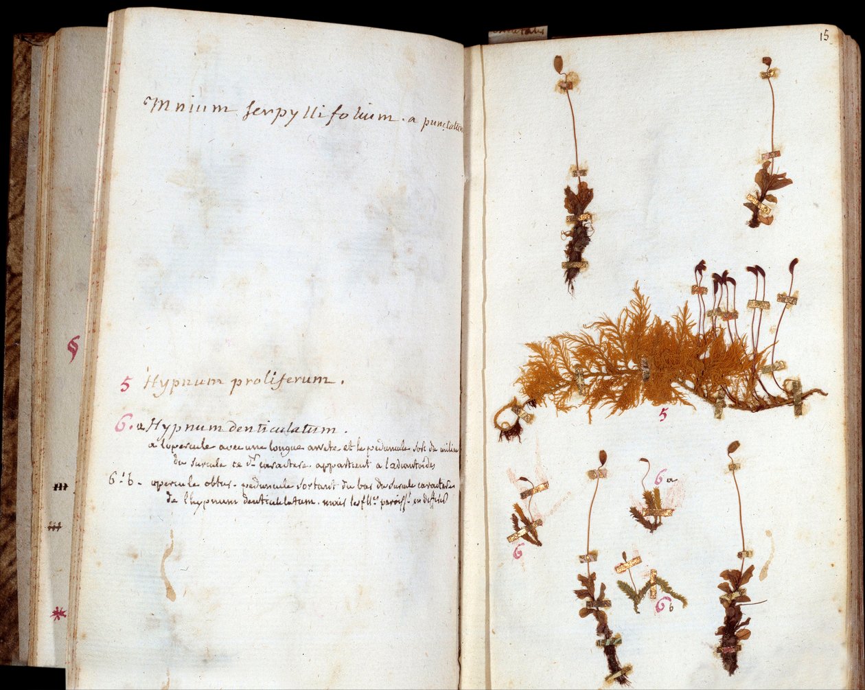 Sidor av herbariet av Jean Jacques Rousseau (1712-1778), författare och filosof av Lumieres, blad och blommor med manuskriptanteckningar av Jean Jacques Rousseau