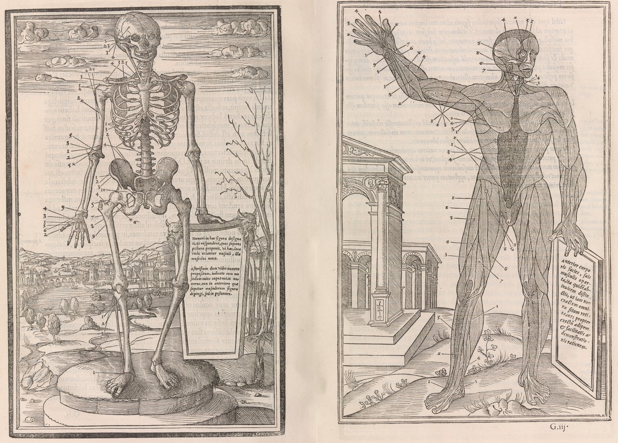 Om dissektion av människokroppens delar, bok tre, 1545 av Jean Jollat