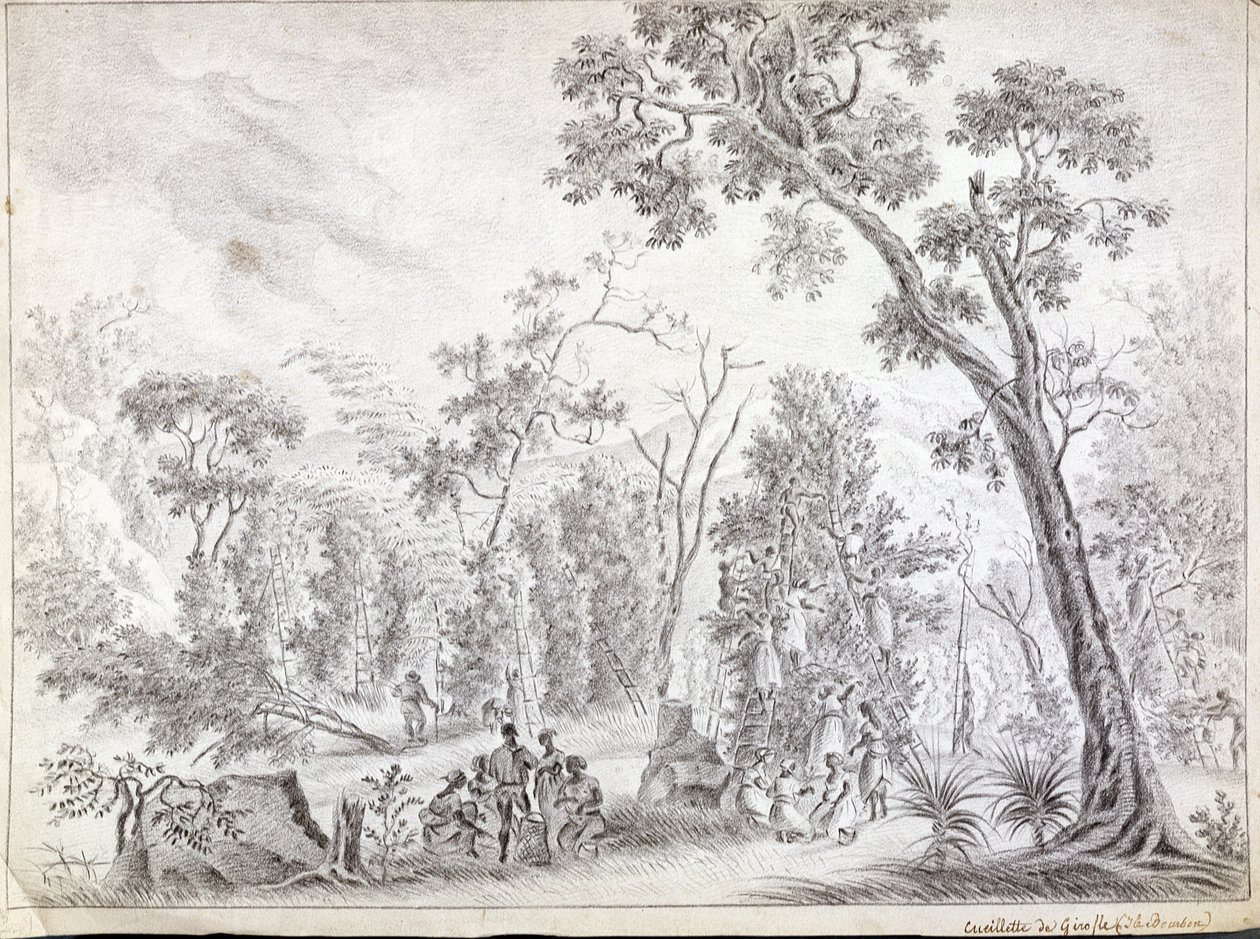 Skörda kryddnejlika i La Reunion, tidigt 1800-tal av Jean Joseph Patu de Rosemont