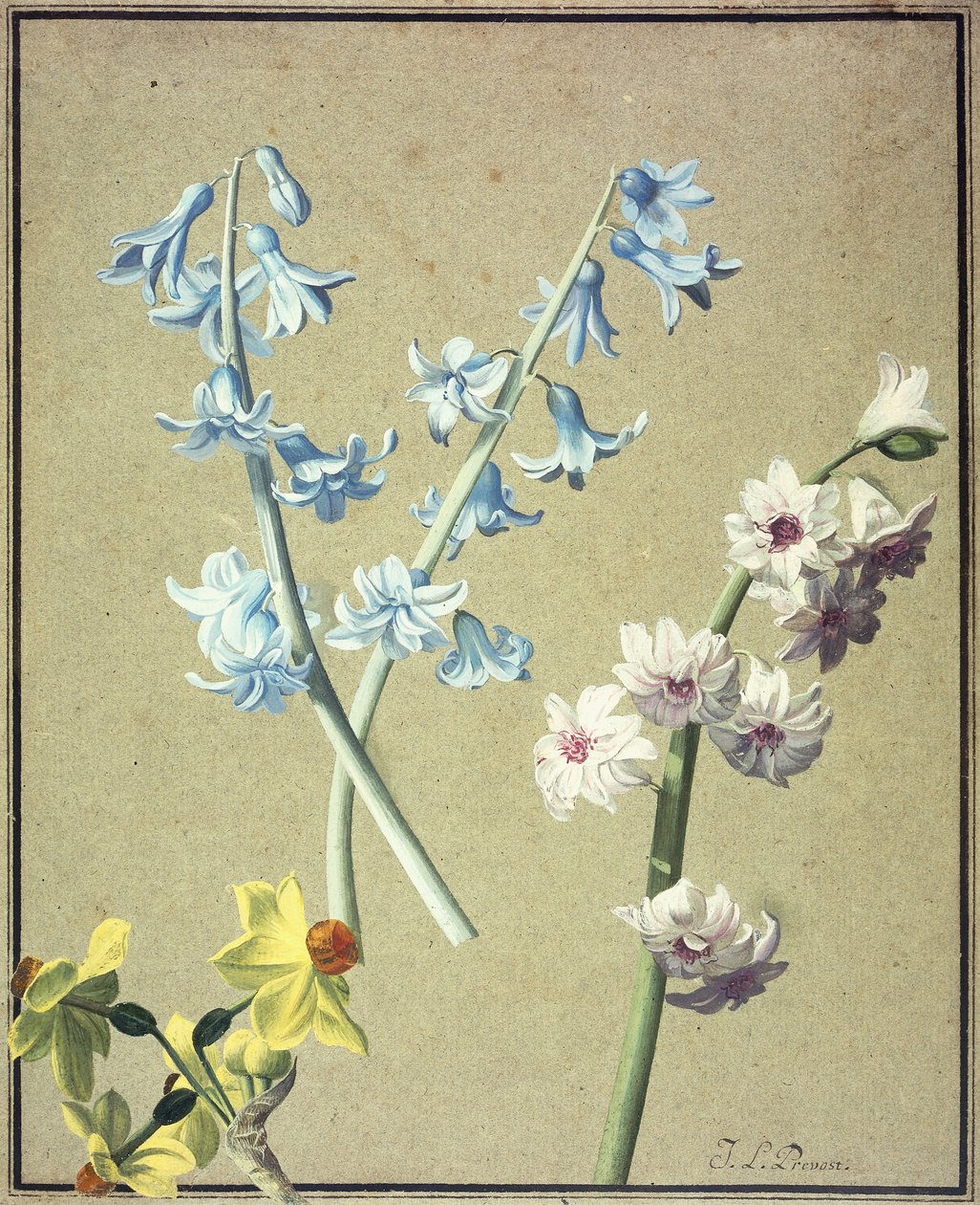 En blå och en lavendelhyacint och en gul narcissus, c.1805 av Jean Louis Prevost