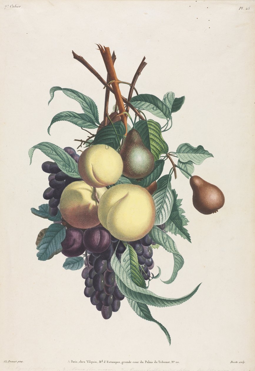 Samling av blommor och frukter: Grenar av rousselet, persika, plommon och druva av Jean Louis Prevost